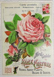 Postkarte Rand gezackt A6 Rose Culture